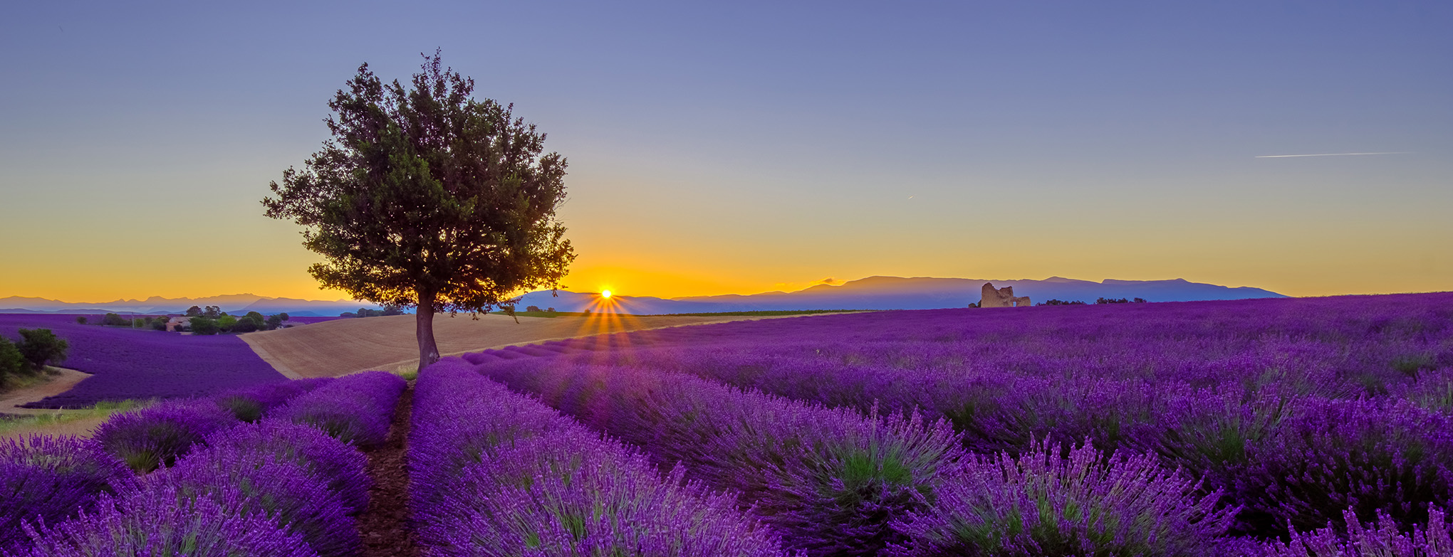 lavender field lavender field